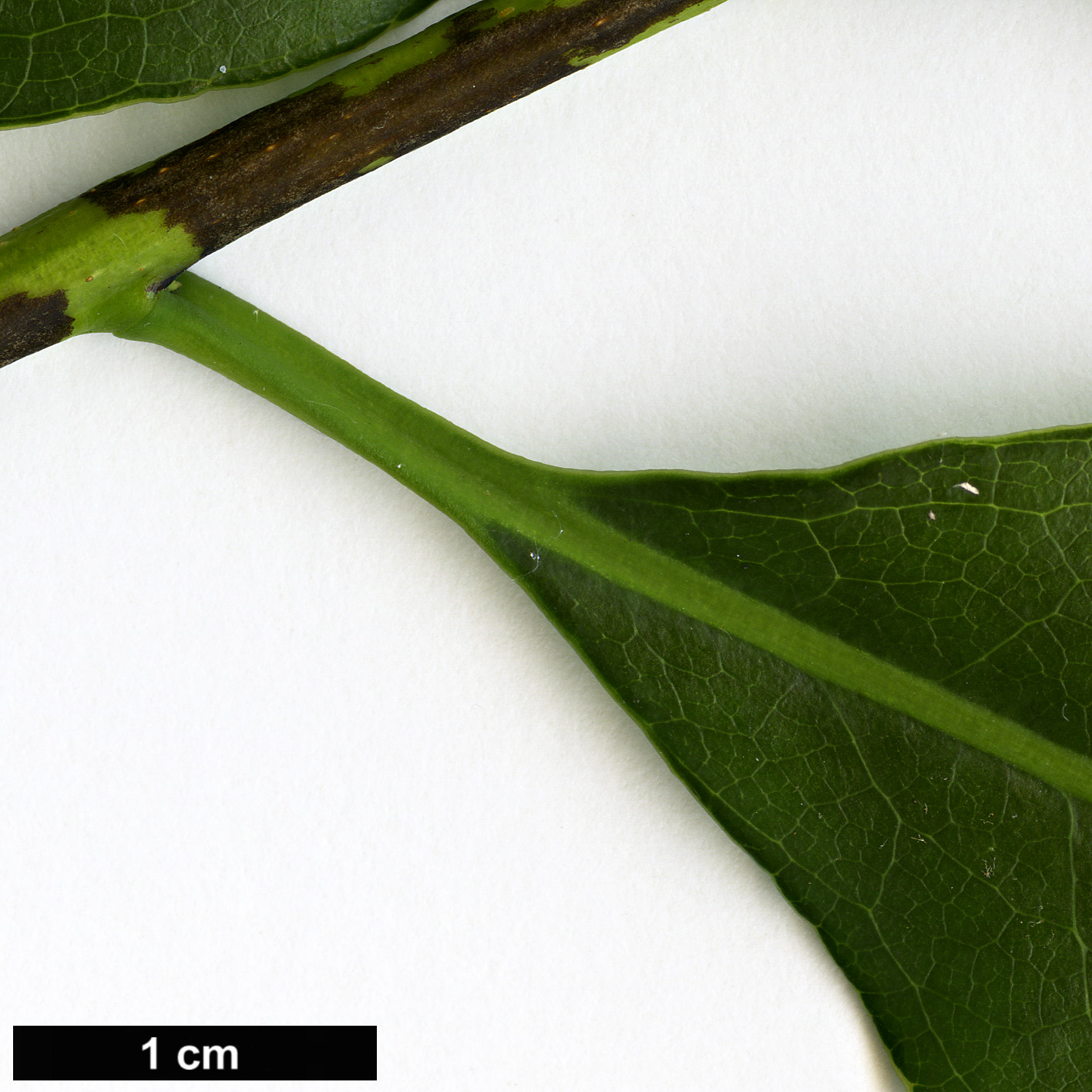 High resolution image: Family: Pittosporaceae - Genus: Pittosporum - Taxon: crispulum High resolution image: Family: Pittosporaceae - Genus: Pittosporum - Taxon: crispulum